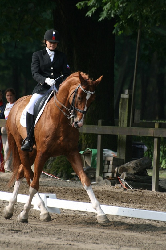 Конный спорт